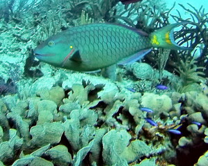 Parrotfish surrounded by a school of small, blue fish in the Caribbean Sea, off the coast of Utila, Honduras