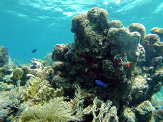 Little blue fish on the reef in the Caribbean Sea, off the coast of Utila, Honduras