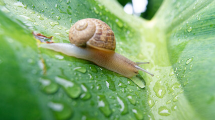 Adult snail on a large wet leaf full of drops