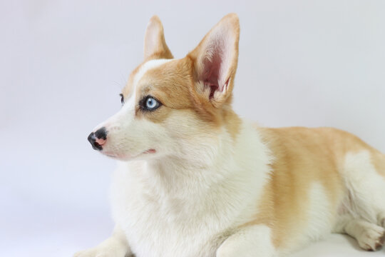 Red corgi dog with blue eyes laying but with ears in alert looking to the left side. Copy space in the left side