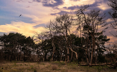 Obraz premium Autumn old pine forest and rain clouds 