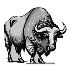 Hand drawn buffalo. Vector illustration of bull ink sketch engraving style.