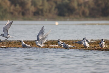 seagull  bird standing on  ground of marshes in iraq , chibayish