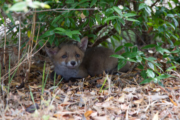 red fox cub, FOX (VULPES VULPES), Nurra. (Sassari) Sardinia. Italy