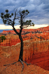 A lonely tree on a rainy late summer afternoon on the rim of the canyon, Bryce Canyon National Park, Utah, Southwest USA.