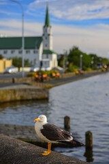 Seagull on the shore of Tjörnin lake in downtown Reykjavík, the capital city of Iceland.