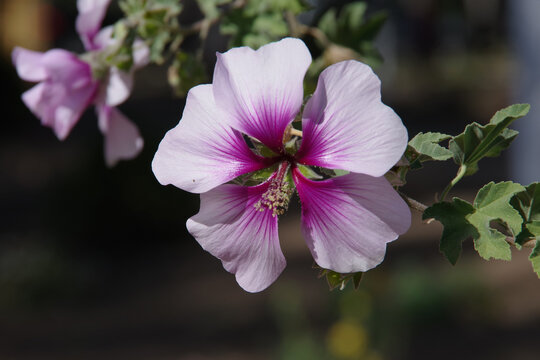 Geranium cinereum 'Thumbling Hearts' blossoms
