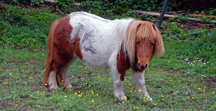 Pony mit Mittescheitel und Pony