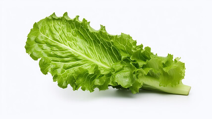leaf green fresh lettuce isolated on white with background - obrazy, fototapety, plakaty