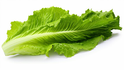 leaf green lettuce isolated on white with background - obrazy, fototapety, plakaty
