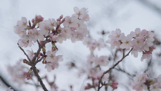 Tokyo, Japan - March 30, 2024:  Closeup of cherry blossoms starting to bloom at dawn in Japan