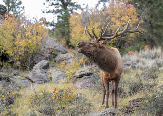 Rocky Mountain Bull Elk (Cervus canadensis) bugling during the fall rut, Rocky Mountian National Park, Colorado