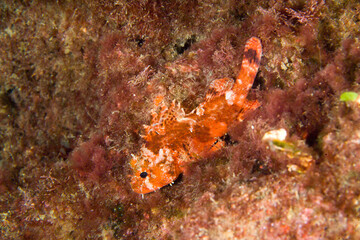 Smallscaled scorpion-fish, Black scorpionfish, European scorpionfish, Red Scorpionfish or Sea scorpion (Scorpaena porcus) Mediterranean sea Capo Caccia, Alghero, Sardinia, Italy