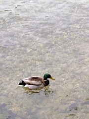 Duck