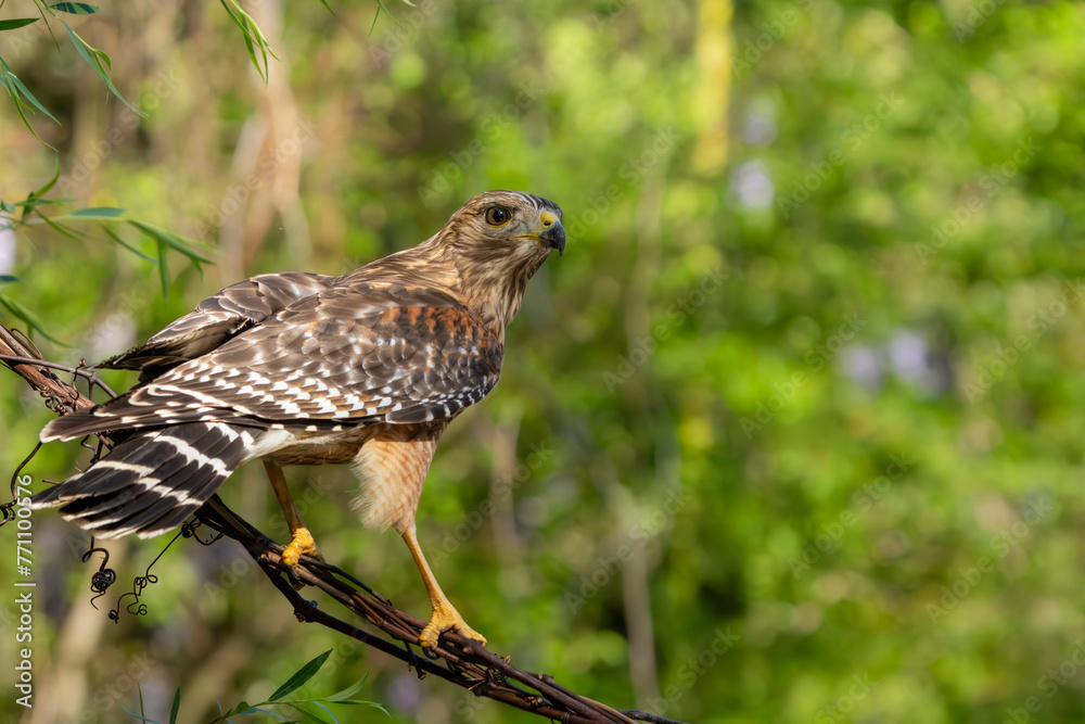 Canvas Prints red-shouldered hawk perched on a vine