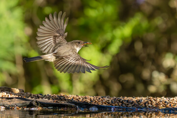 Eastern Phoebe flying