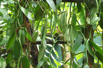 Herbs and plants close up at plant sanctuary  