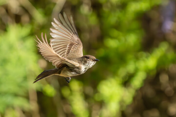 Eastern Phoebe flying