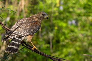 Red-Shouldered Hawk Perched on a vine