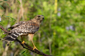 Red-shouldered Hawk Perched on a vine