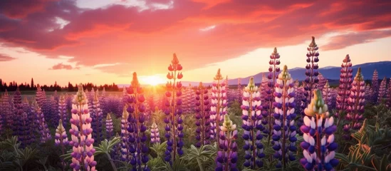 A field of purple flowers under a beautiful sunset sky, with buildings in the distance. The landscape is serene and colorful, with the horizon glowing in the dusk © AkuAku