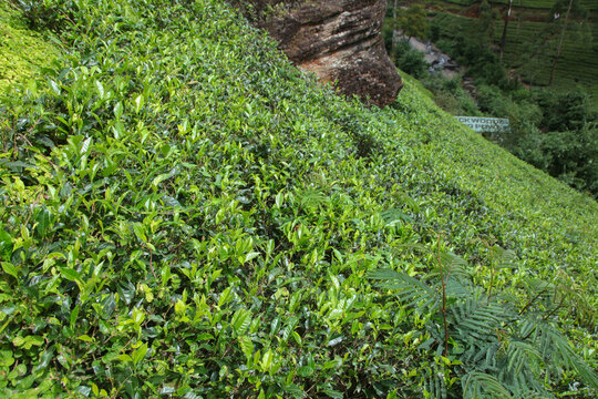 Scenic tea gardens of Sri Lanka