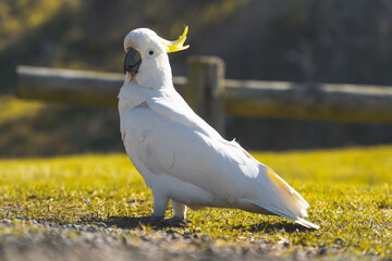 Australia Parrot Cockatoo Bird 