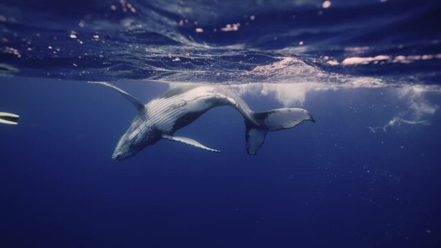 Amazing closeup humpback whale back to underwater in Pacific Ocean. Baby calf comes at surface to take breath. Young whale dance wave flippers in water in Tonga Polynesia. Mammal Marine nature life