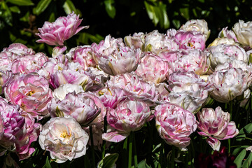 Obraz premium A new season of bright tulip blooms opens in March in Keukenhof flower garden. Keukenhof is the world's largest flower and tulip garden park in South Holland. Lisse, South Holland, the Netherlands.
