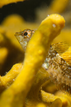 Close-up of a red-black triplefin fish, Tripterygion tripteronotum, underwater in the Mediterranean sea, Alghero, Capo Caccia, Sardinia, Italy.