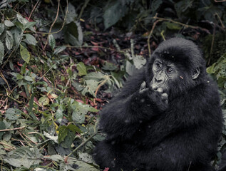 a gorilla in the forest