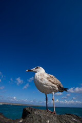 seagull on the rocks, Young herring gull (Larus cachinnans). La pelosa, Stintino, SS, Sardinia,...
