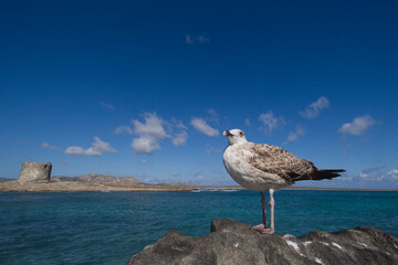 seagull on the rocks, Young herring gull (Larus cachinnans). La pelosa, Stintino, SS, Sardinia, Italy