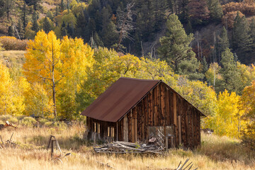 Beautiful Fall Aspen Landscape in Colorado - 771106330