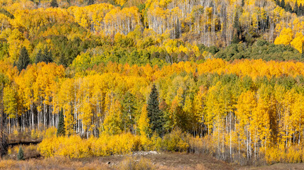 Beautiful Fall Aspen Landscape in Colorado - 771106723