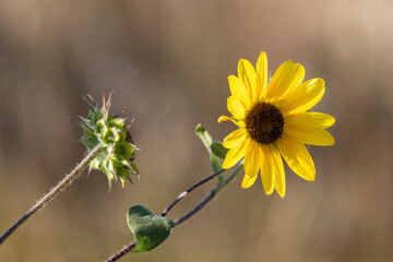 Rocky Mountain Sun Flower - 771107138