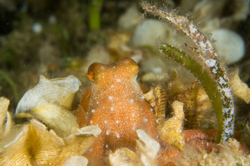 white-spotted octopus, Octopus macropus, moving on sea bed in the Mediterranean Sea Capo Caccia, Alghero, Sardinia, Italy © antasfoto