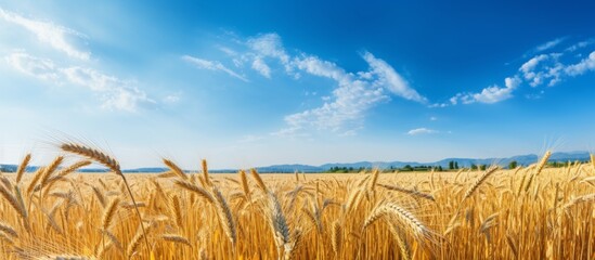 An ecoregion filled with golden wheat sways in the breeze under a clear blue sky. This natural landscape is a vibrant display of agriculture in the grasslands