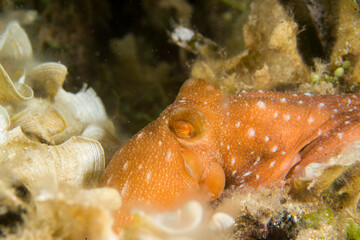 white-spotted octopus, Octopus macropus, moving on sea bed in the Mediterranean Sea Capo Caccia, Alghero, Sardinia, Italy © antasfoto