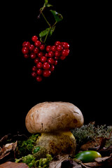 mushrooms in the forest, Boletus regius. Under red berries of smilax aspera.  Sardinia, Italy