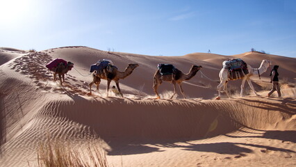 Dromedary camels (Camelus dromedarius) on a camel trek in the Sahara Desert outside of Douz, Tunisia - obrazy, fototapety, plakaty