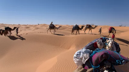 Türaufkleber Dromedary camels (Camelus dromedarius) on a camel trek, on the top of a sand dune in the Sahara Desert outside of Douz, Tunisia © Angela