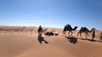 Dromedary camels (Camelus dromedarius) on a camel trek, on the top of a sand dune in the Sahara Desert outside of Douz, Tunisia