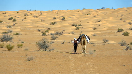 Bedouin leading a dromedary camel (Camelus dromedarius) in the Sahara Desert outside of Douz,...