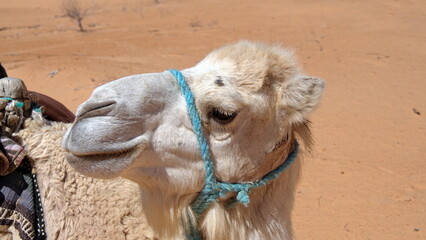 Close up of a dromedary camel (Camelus dromedarius) wearing a blue halter in the Sahara Desert outside of Douz, Tunisia