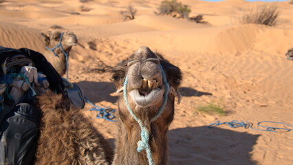 Close up of a dromedary camel (Camelus dromedarius) wearing a blue halter in the Sahara Desert...
