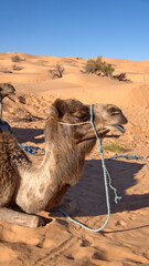 Close up of a dromedary camel (Camelus dromedarius) wearing a blue halter in the Sahara Desert outside of Douz, Tunisia