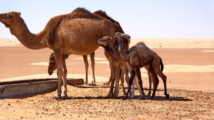 Dromedary camel (Camelus dromedarius) calves with their mother, drinking from a trough in the Sahara Desert outside of Douz, Tunisia