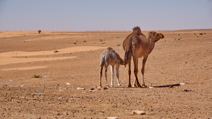 Dromedary camel (Camelus dromedarius) calf with its mother in the Sahara Desert outside of Douz, Tunisia - obrazy, fototapety, plakaty