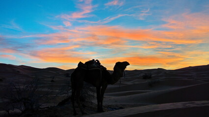 Silhouette of a dromedary camel (Camelus dromedarius) a sunset in the Sahara Desert outside of Douz, Tunisia - obrazy, fototapety, plakaty